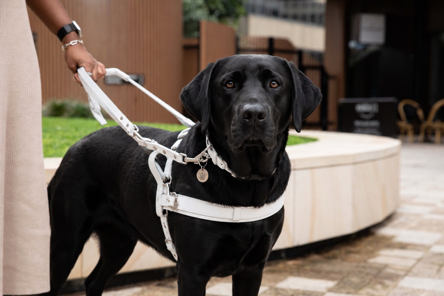 Guide dog leading a handler